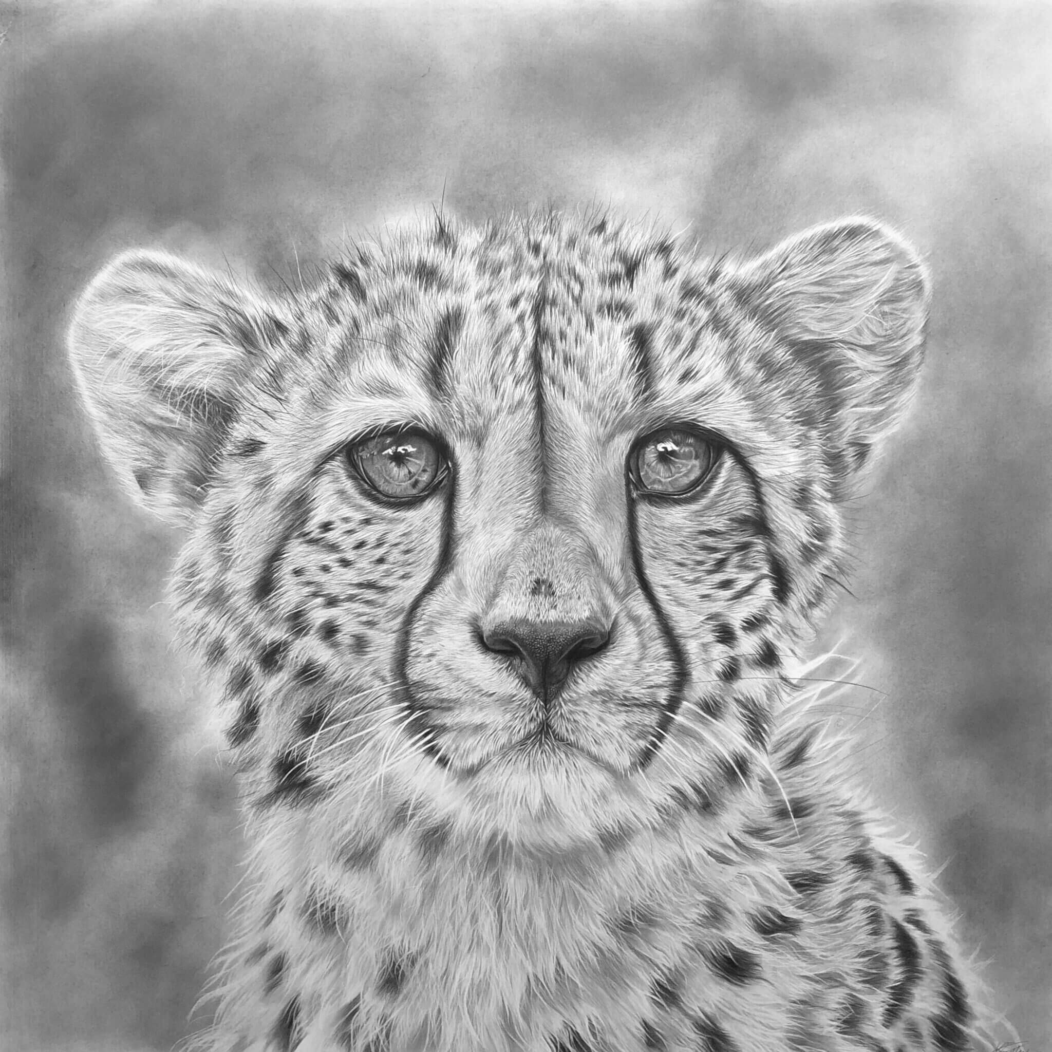 Drawing cheetahs large and small Jess Ridley Art